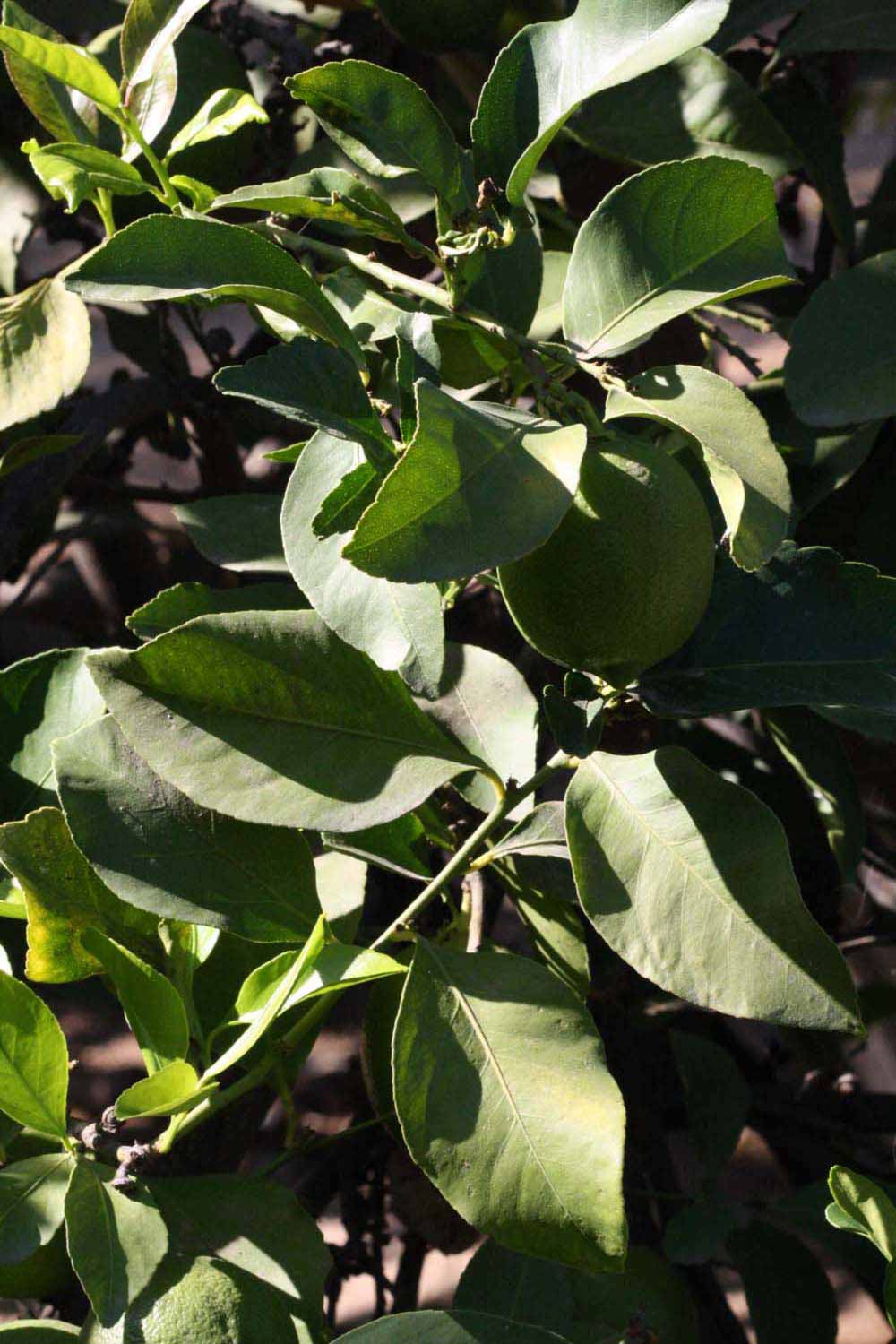              Sun leaves (Riverside, CA)       